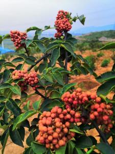 獅子頭大紅袍花椒